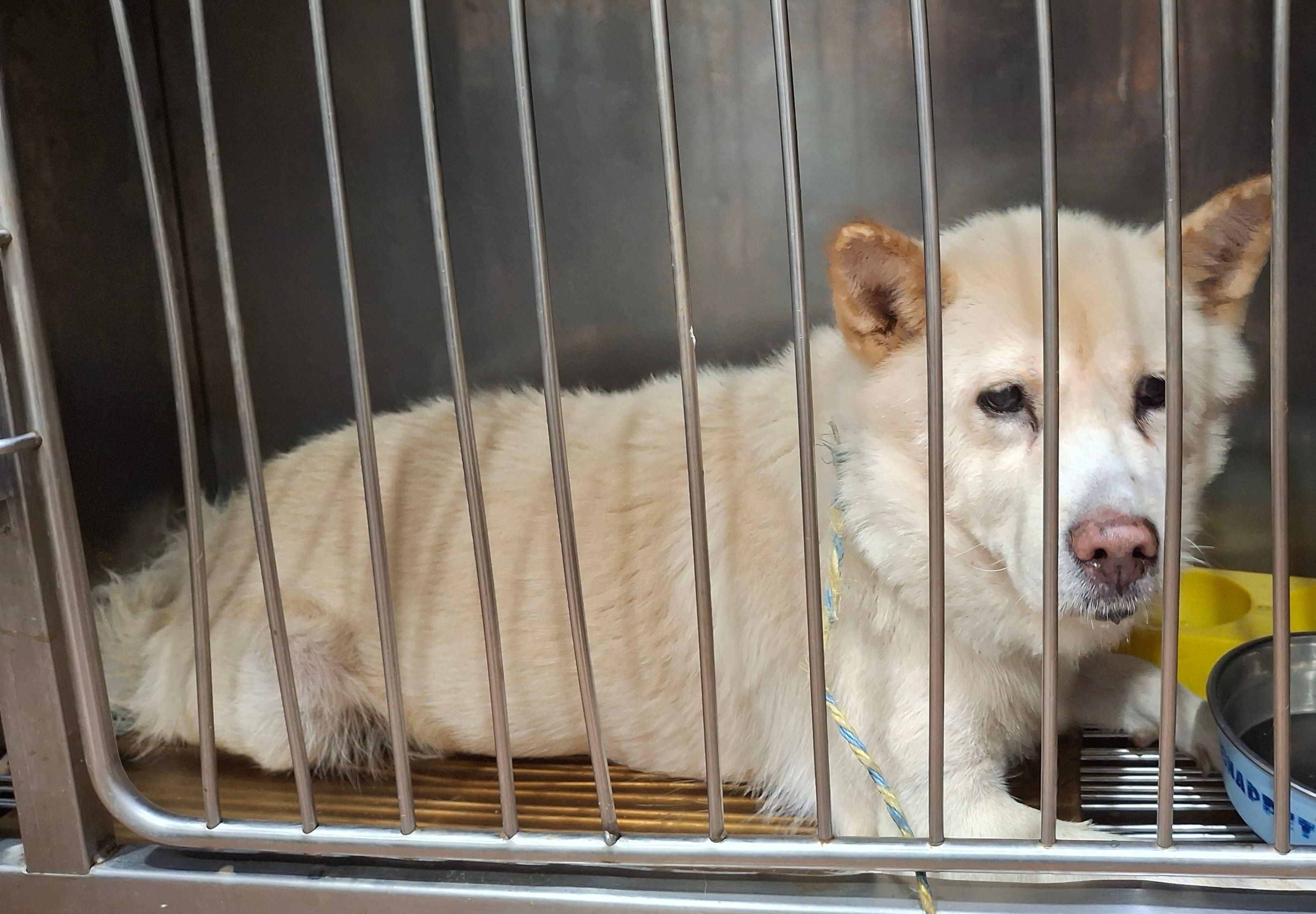 디아크 동물종합병원_411320202500554